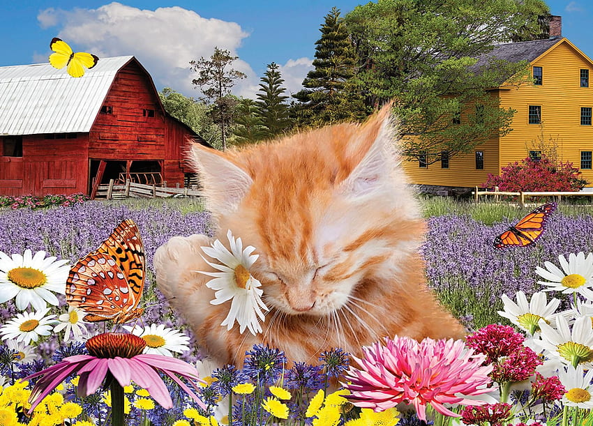 Luv Flowers, barn, house, blossoms, butterflies, kitten, digital HD wallpaper