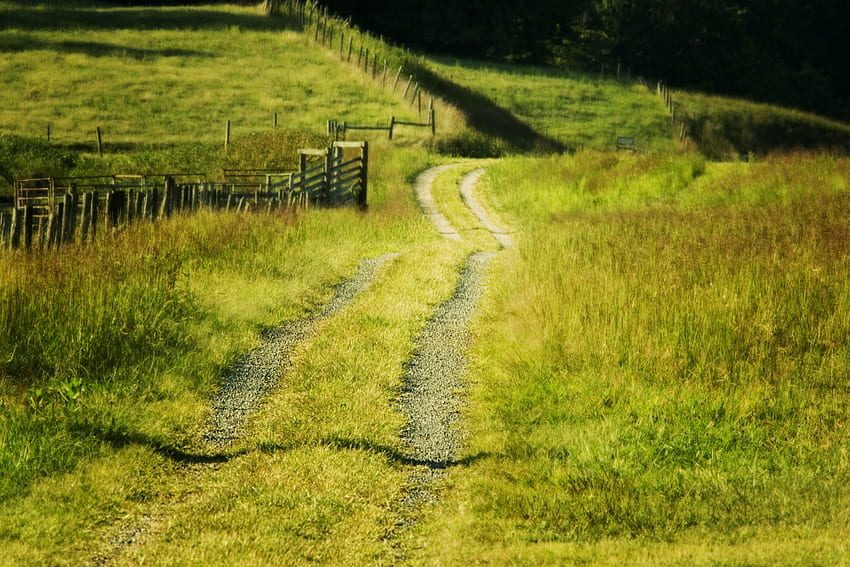 Grass trail, summer, trail, grass, green HD wallpaper
