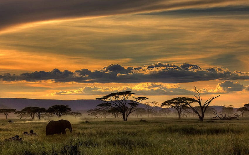 Африканско сафари, поле, животни, слон, небе, природа HD тапет
