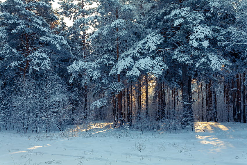 ป่า ฤดูหนาว ธรรมชาติ ต้นไม้ หิมะ ภูมิทัศน์ฤดูหนาว วอลล์เปเปอร์ HD