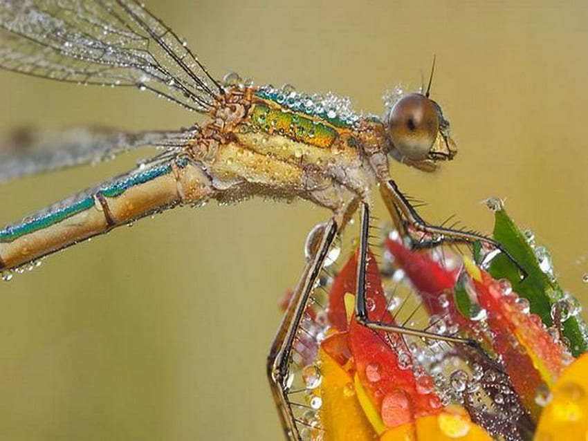 dragonfly, colorful, dew, macro HD wallpaper