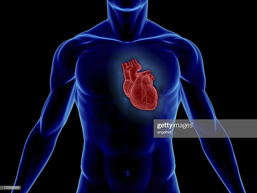 Човешко сърце, роялти и Гети, анатомично сърце HD тапет