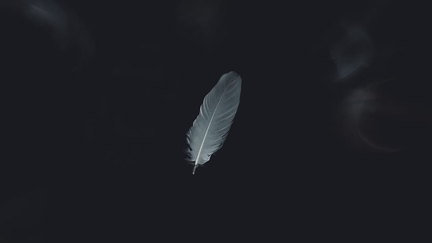Feather, minimalism, bw u 16:9, Black Feather HD wallpaper | Pxfuel