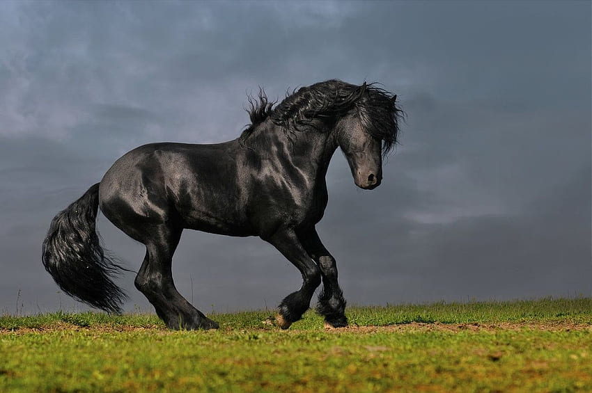 Animals Friesian Horse – 100% Quality HD wallpaper