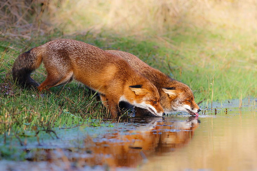 Foxes, vulpe, couple, fox, water, animal HD wallpaper
