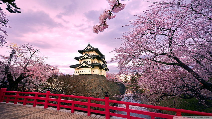 Fiori di ciliegio Giappone ad alta definizione., campagna giapponese Sfondo HD