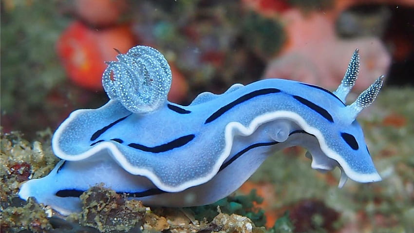 푸른 바다 민달팽이, 푸른, 식물, 바다 민달팽이, 물, 돌 HD 월페이퍼