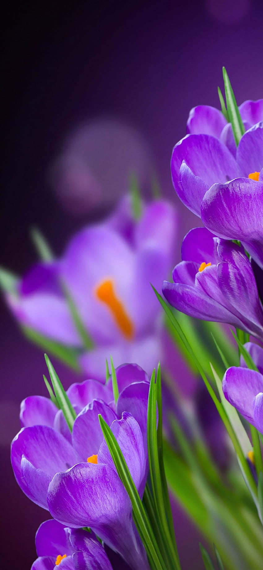 紫色の花、クロッカス、かすんでいる背景 iPhone 11 Pro HD電話の壁紙