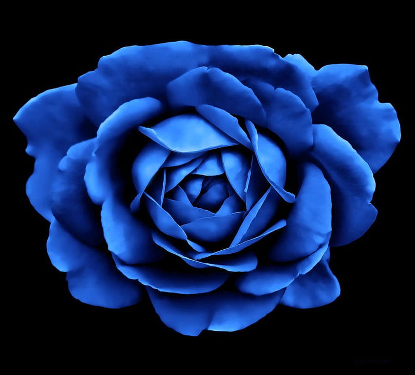 Pétalos en azul, azul, rosa, negro, flor. fondo de pantalla