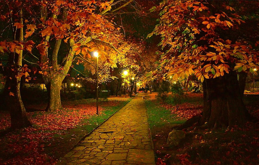 Night, Autumn, Trees, Lights, Fall Lights HD wallpaper | Pxfuel