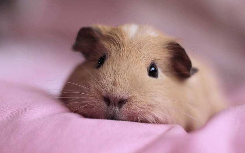 Animals, Fluffy, To Lie Down, Lie, Muzzle, Sweetheart, Nice, Guinea Pig HD wallpaper