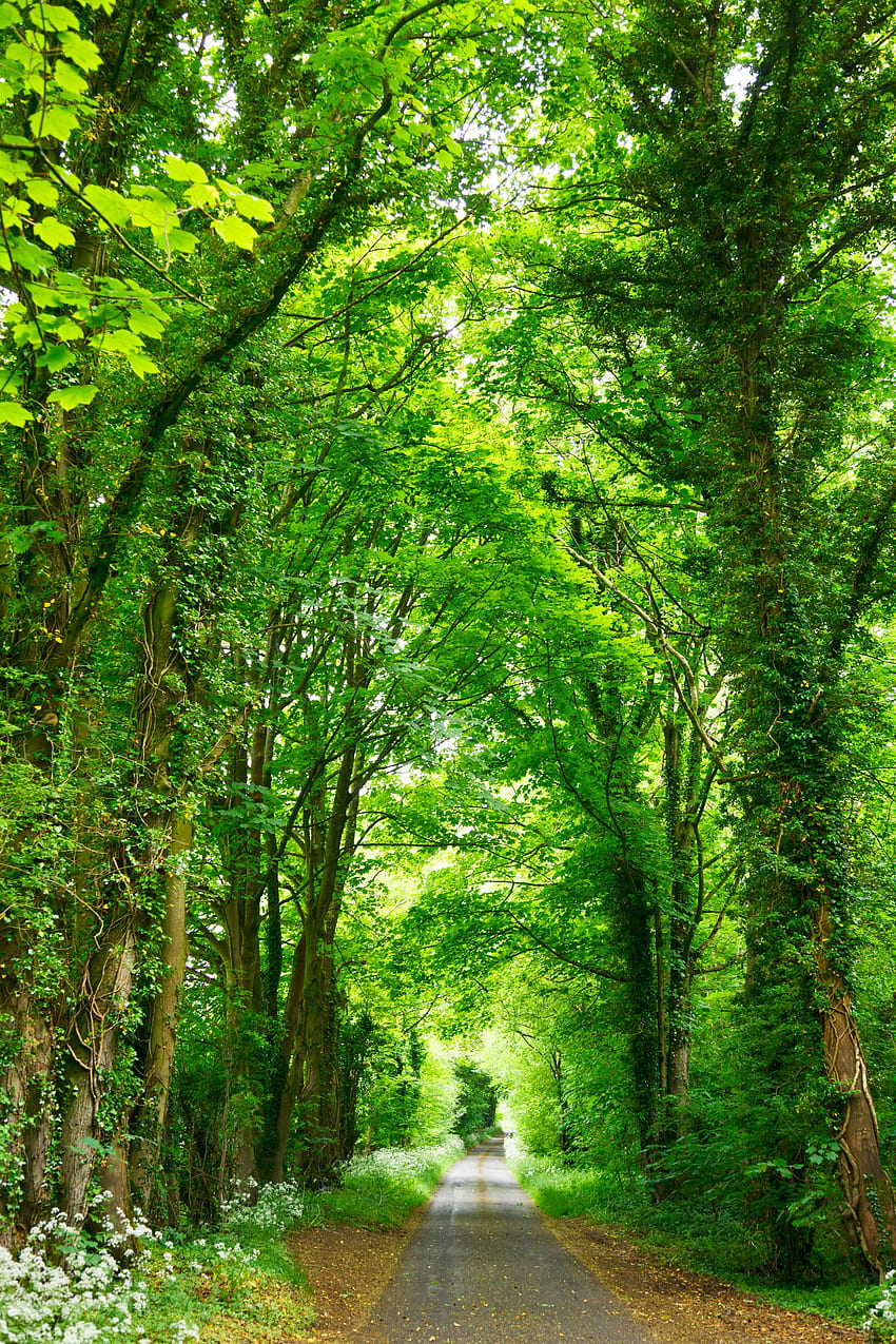 Un camino angosto bordeado de árboles verdes frescos - fondo de pantalla del teléfono