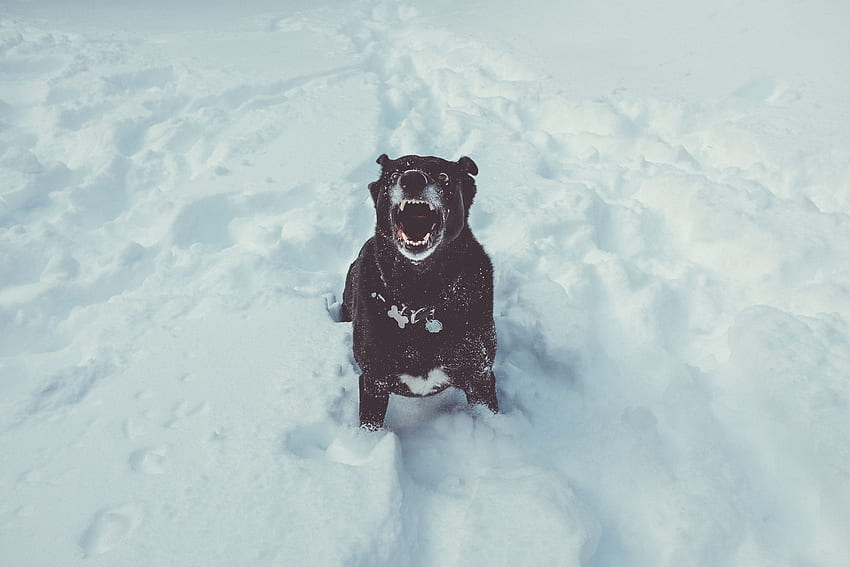 Zwierzęta, śnieg, uśmiech, pies Tapeta HD