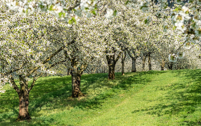 Flowering Cherry Orchard, huerta, cerezo, flores, árboles, primavera fondo de pantalla