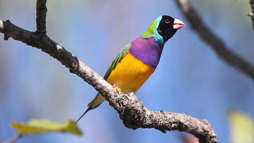 Gouldian finch, bird, Australia, colorful, branch, sky, blue, yellow, nature, animal, Animals - High Resolution HD wallpaper