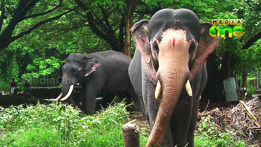 Słonie z Kerali Tapeta HD