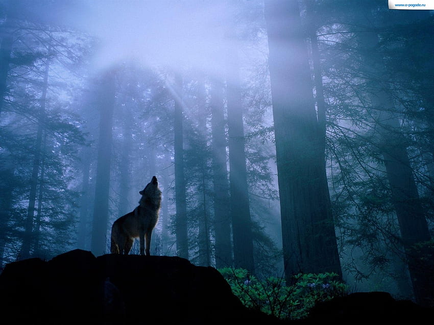 Animals, Wolfs HD wallpaper