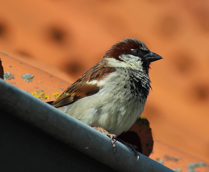 Animals, Bird, Beak, Sparrow HD wallpaper