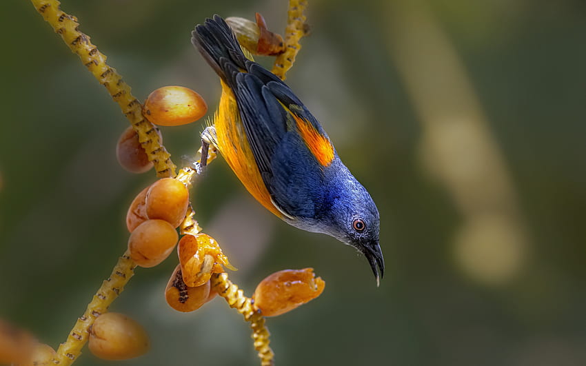Bird, blue, yellow, flower, fruit, nature, pasari HD wallpaper