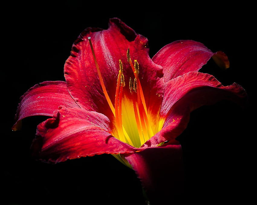 Rote Lilie, Nahaufnahme, rot, gelb, Stempel, Pollen, Blume, Blumen. Etsy. Rote Lilie, Pollenblumen, Blumengrafik HD-Hintergrundbild
