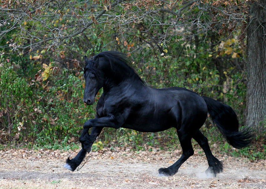 Keegan The Great Friesian, horses, black, friesian, dutch, holland HD wallpaper