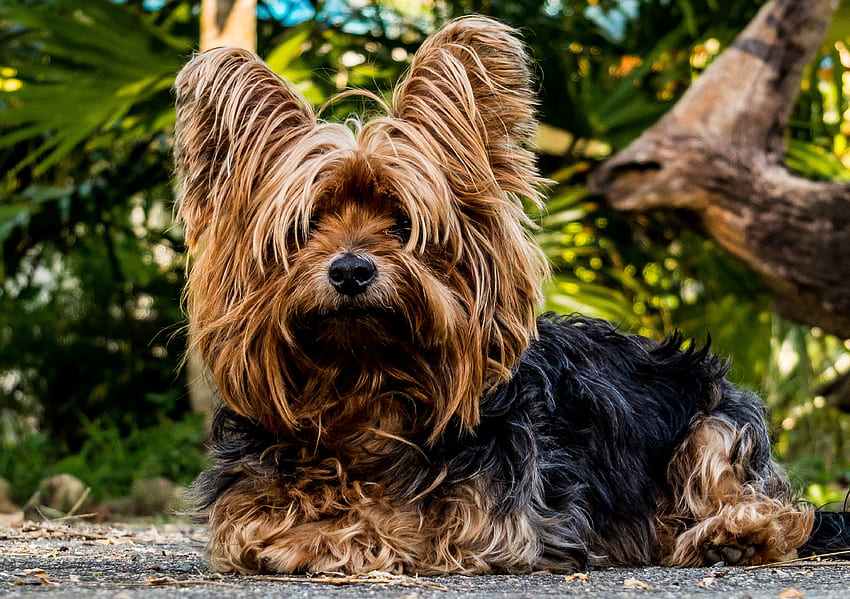 Animals, Dog, Yorkshire Terrier, Hairy HD wallpaper