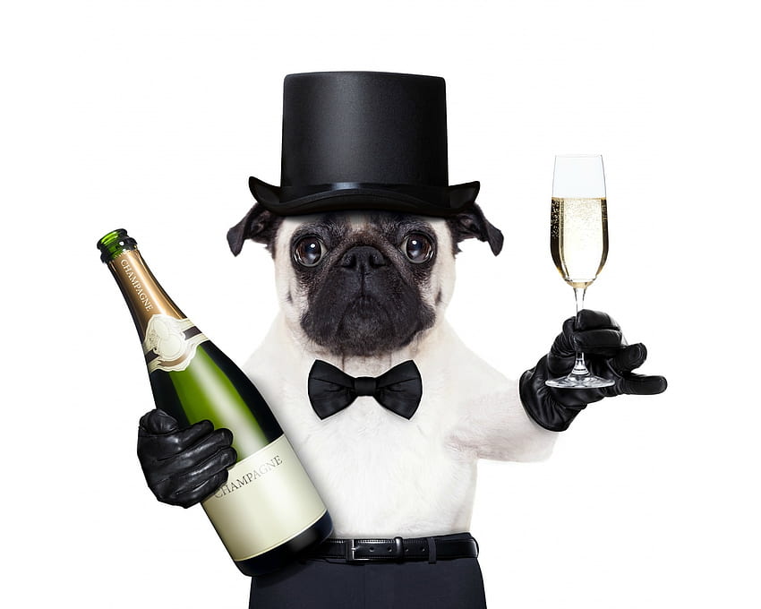 Selamat Tahun Baru!, anjing, binatang, putih, hitam, botol, kaca, pesek, lucu, topi, tahun baru, caine Wallpaper HD