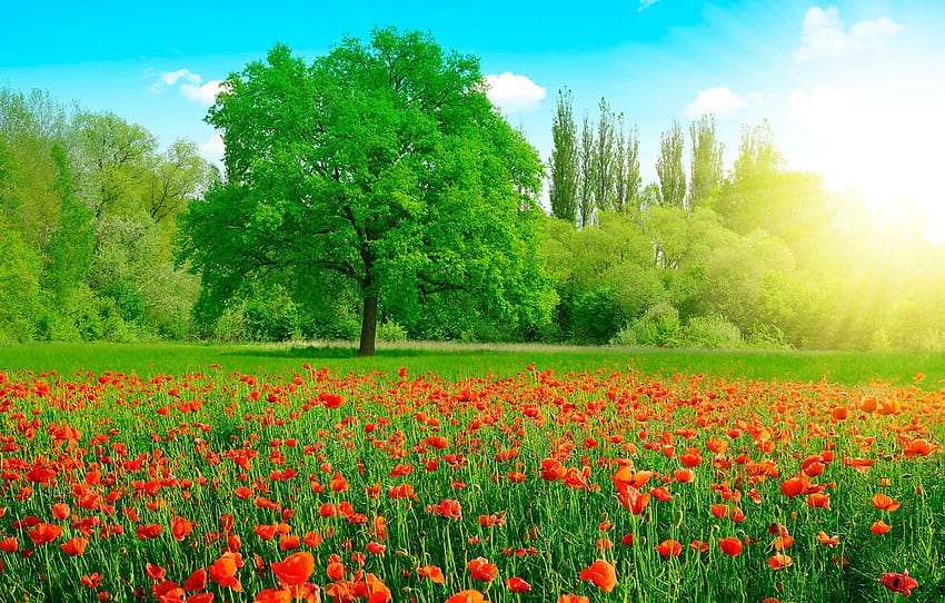 Зелени, поле, лято, небе, трева - тревно поле с цветя и дървета, тревисто поле HD тапет