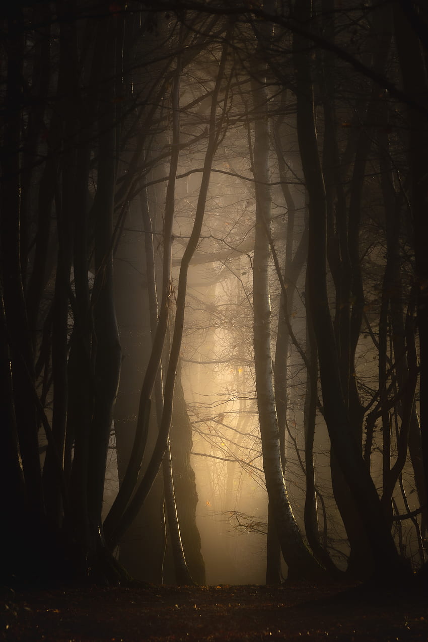 Nature, Trees, Twilight, Forest, Fog, Dusk, Darkness HD phone wallpaper