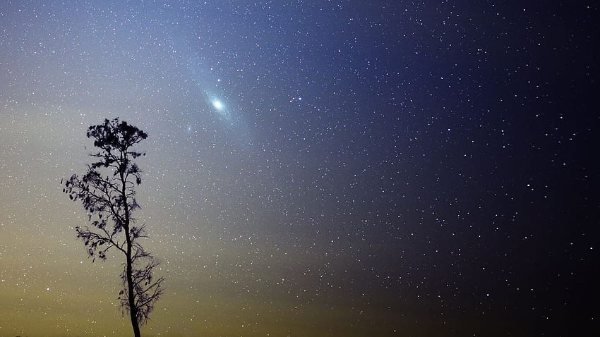 Andromeda, Galaxy, Stars, M31, Tree and HD wallpaper