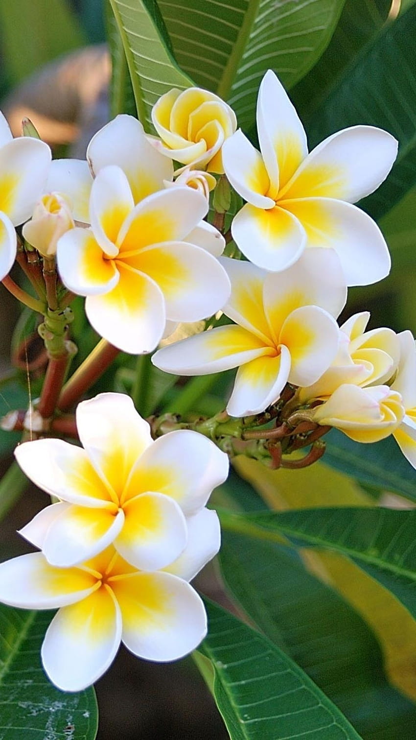 美しい花、白黄色のチャンパ HD電話の壁紙