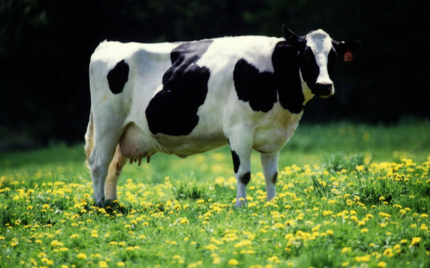 Krowa - ŻYWIENIE 1 NA 1 Tapeta HD