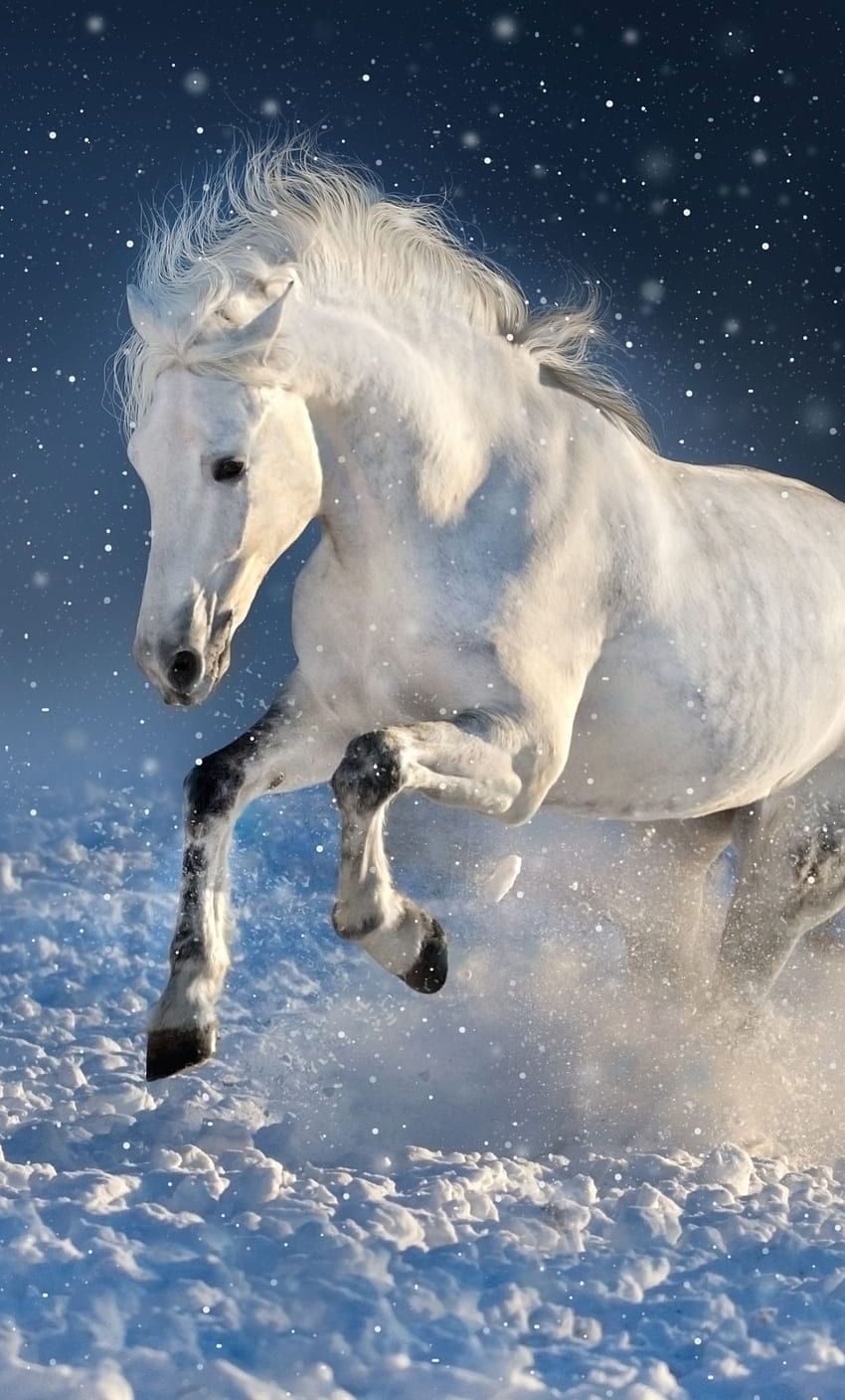 White Horse, Run, Mammal, Portrait, - iPhone 7 Horse iPhone, Running Horse  HD phone wallpaper | Pxfuel
