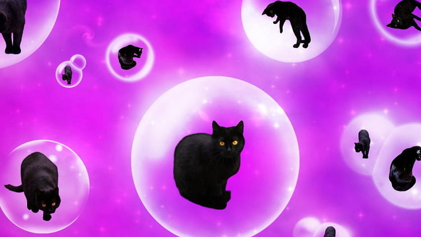 Floating Felines, cats, bubbles, animals, felines HD wallpaper