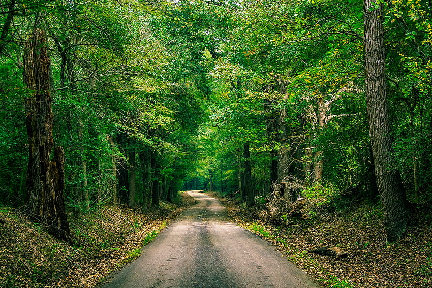 County Road, Short, Texas, canopy, graphy, Texas, peaceful, serene, quiet, rural, roadscape, country traveling, trees, travel, alone, USA, country, backroads, green, nature, forest, solitude HD wallpaper