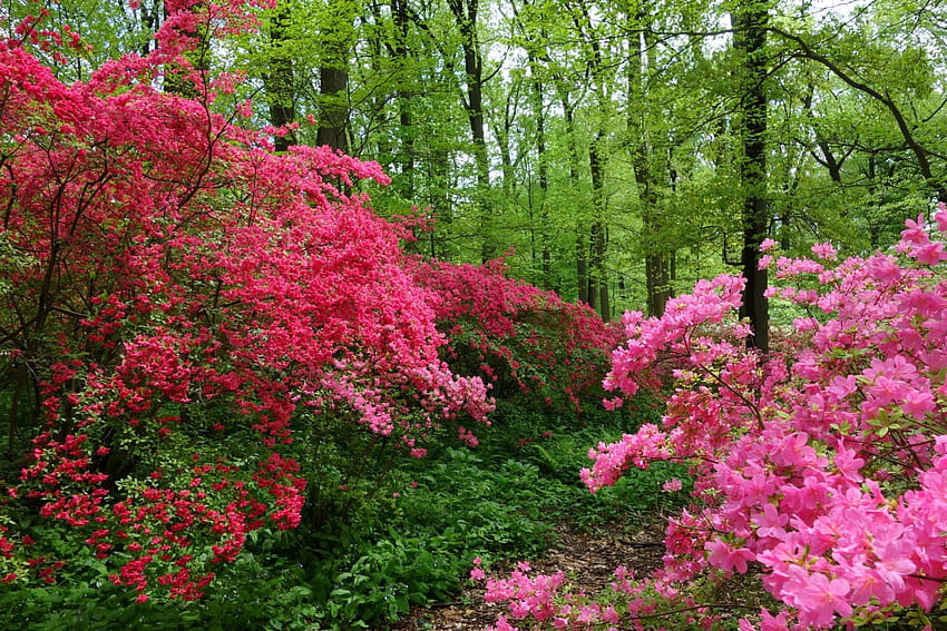 Primavera nella foresta, sentiero, boccioli, alberi, fiori, primavera, foresta, Delaware Sfondo HD