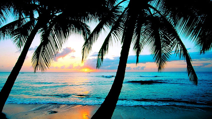 Spiaggia Tramonto, palme, alberi, cielo, natura, tramonto, spiaggia Sfondo HD