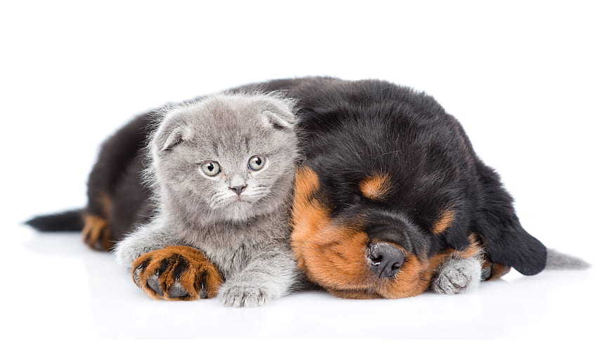 강아지 고양이 새끼 애마 개 고양이, 강아지 및 새끼 고양이 HD 월페이퍼