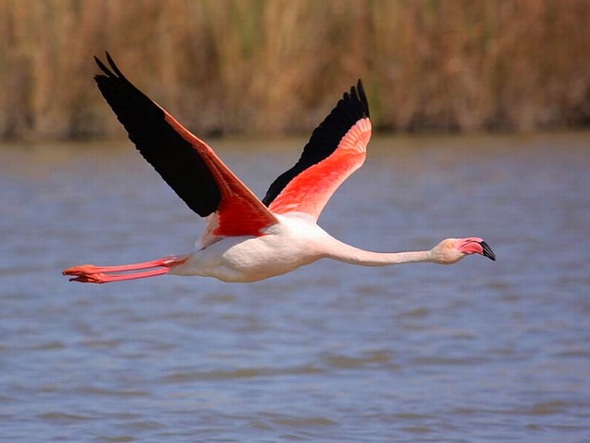 Flying Flamingo, flying, beautiful, flamingo HD wallpaper