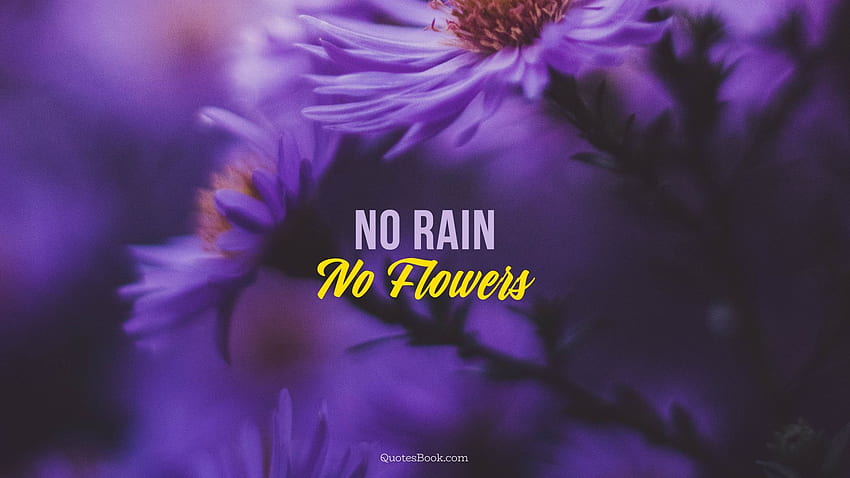 No rain, no flowers HD wallpaper | Pxfuel