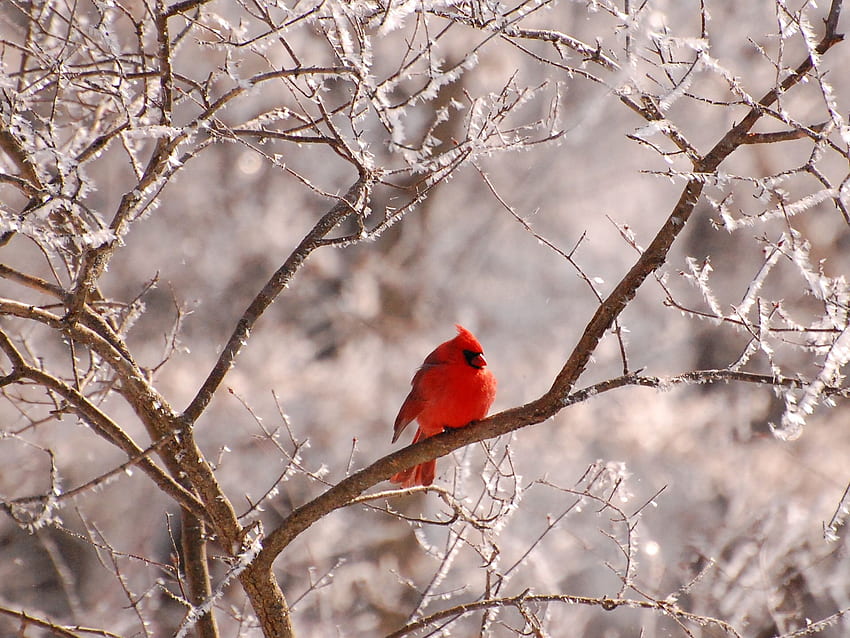 frosty branches. Beautiful bird , Beautiful birds, Winter bird, Cute Winter Bird HD wallpaper