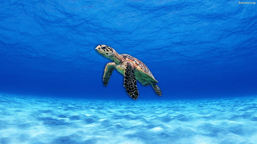 Underwater Turtle, Hawaii Turtle HD wallpaper