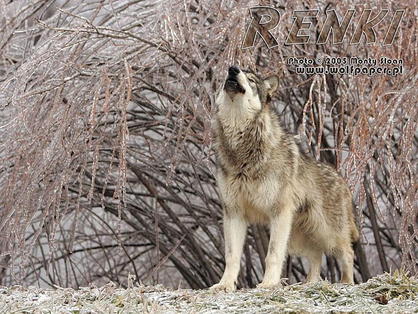 renki howling under ice covered willow branches, willow, renki, wolves, ice HD wallpaper
