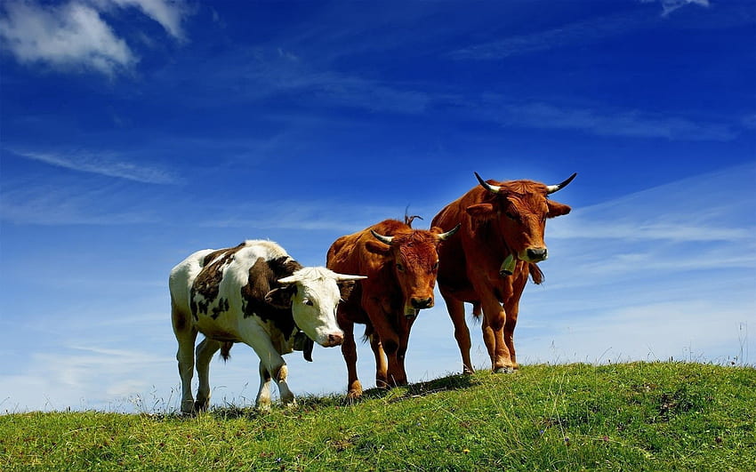 สัตว์ หญ้า ฤดูร้อน วัว สาม ระดับความสูง ทุ่งหญ้าเลี้ยงสัตว์ วอลล์เปเปอร์ HD