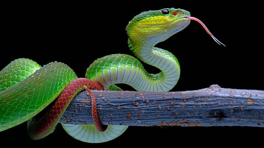 Tree Python Wallpaper 4K, Green snake, Green Python