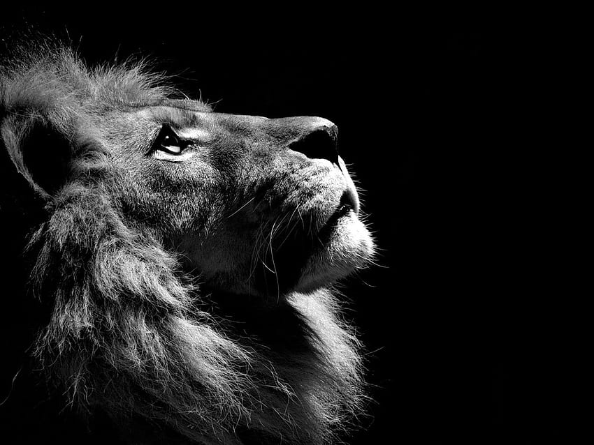 black lion animal - Bing . Black and white lion, Lion profile, Lion, White Lion Face HD wallpaper