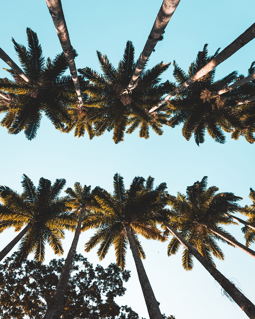 Nature, Trees, Palms, Top, Crown, Tops, Tropical, Crowns HD phone wallpaper