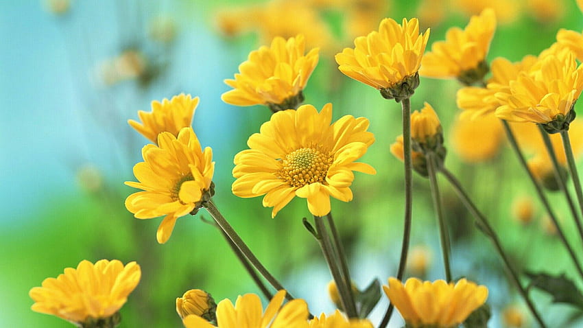 Gloria Rodriguez on garden. Beautiful flowers , Flower , Yellow flower, Yellow Flowers Laptop HD wallpaper