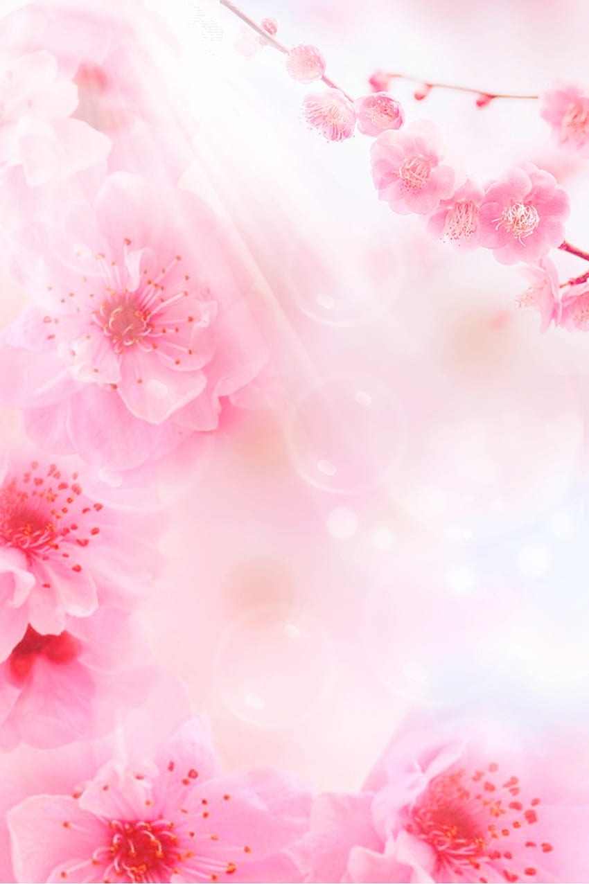 美しいシンプルな桃の花の背景桃の花の桃 []、モバイル、タブレット用。 背景の桃を探索します。 ピーチ、ピーチ姫、ピーチカラー、ピーチフォン HD電話の壁紙