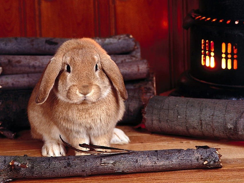 Kaninchen, Tier, Tag, rot, süß, Feuer HD-Hintergrundbild